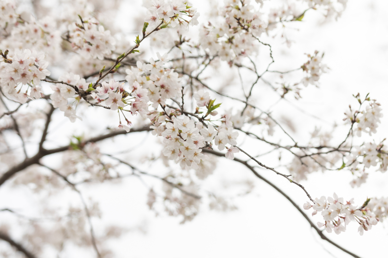 桜の和装ロケーション in三渓園 Photo by 松本遼平