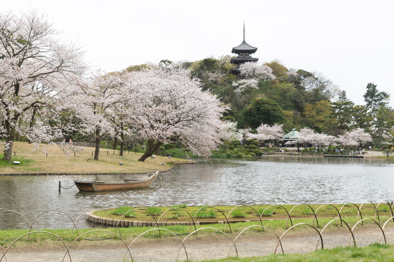 桜の和装ロケーション in三渓園 Photo by 松本遼平