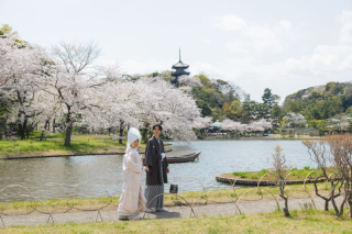 桜満開の三溪園