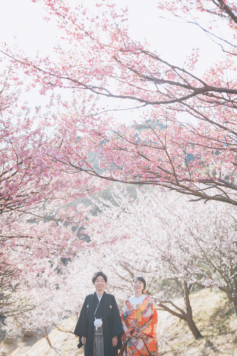 河津桜プラン