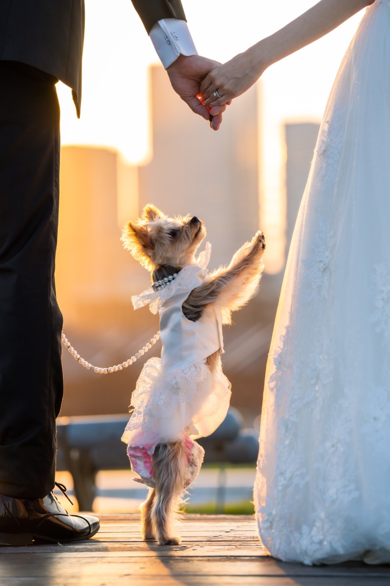 ワンちゃんと一緒に