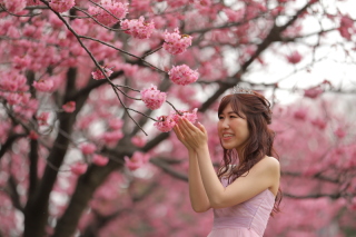 桜が見頃です！