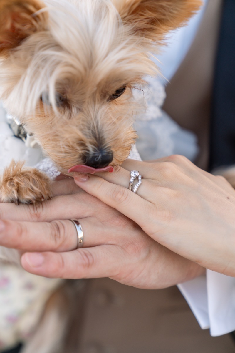 ワンちゃんと一緒に