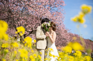 菜の花も素敵な河津桜ロケーション･:*+