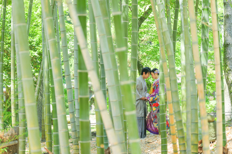 新緑に映える、艶やかな紫の色打掛 photo by 谷澤明美