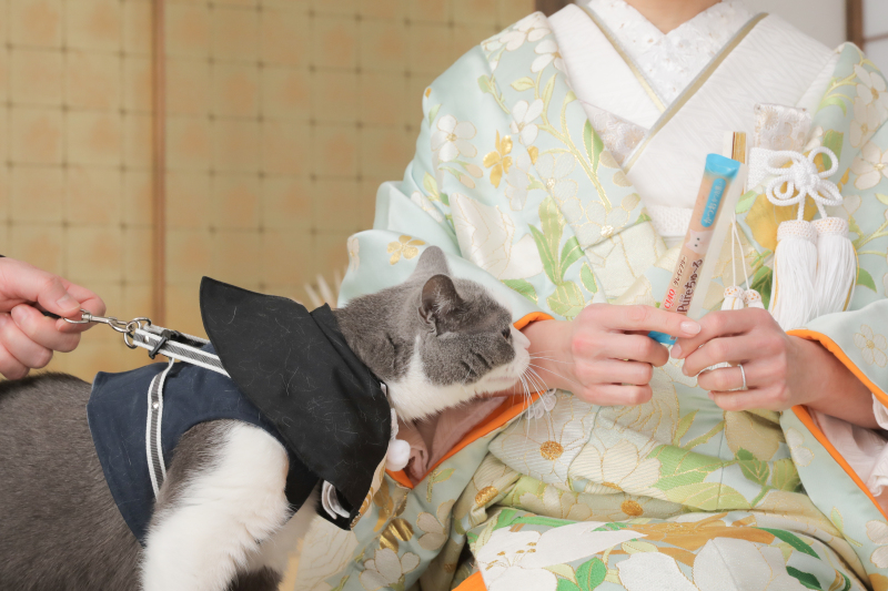 ねこさんと