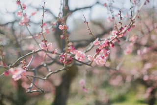 冬の醍醐味*梅ロケ
