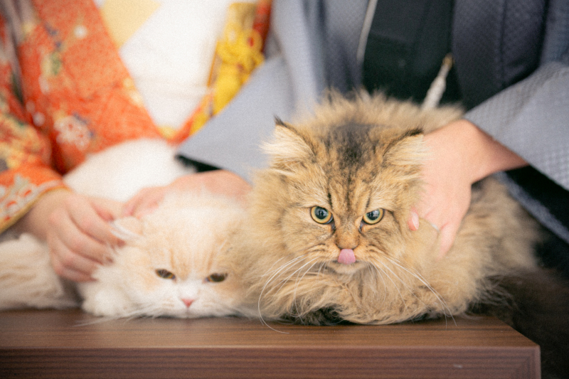 大好きな猫ちゃんとの愛溢れた思い出^^