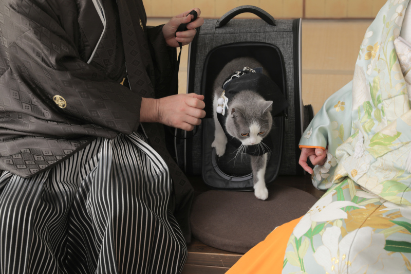 ねこさんと