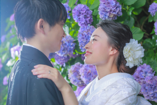 和装屋内庭園にアジサイ(生花)登場！白無垢無料キャンペーンも！！
