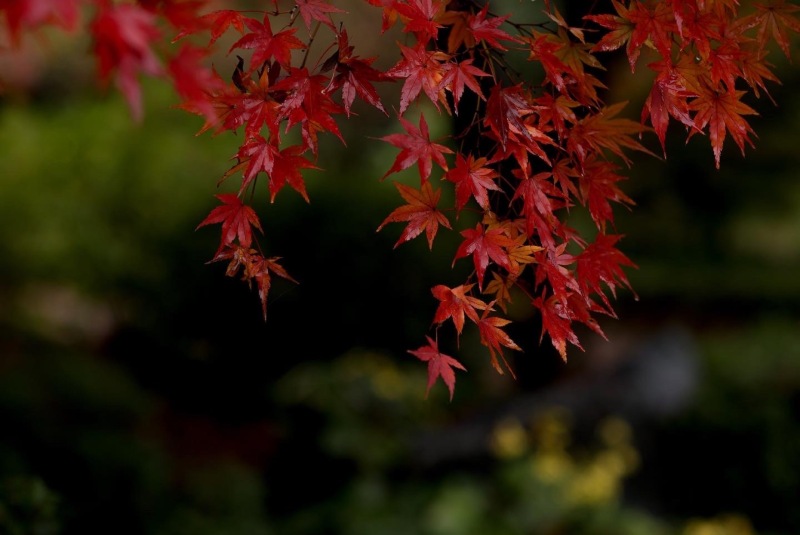 紅葉シーズン
