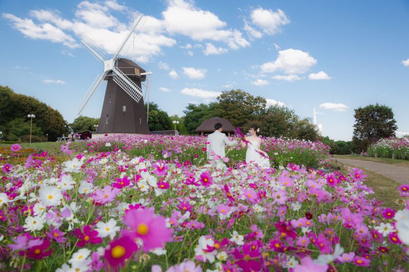 2025年コスモスとの撮影風景【鶴見緑地公園】