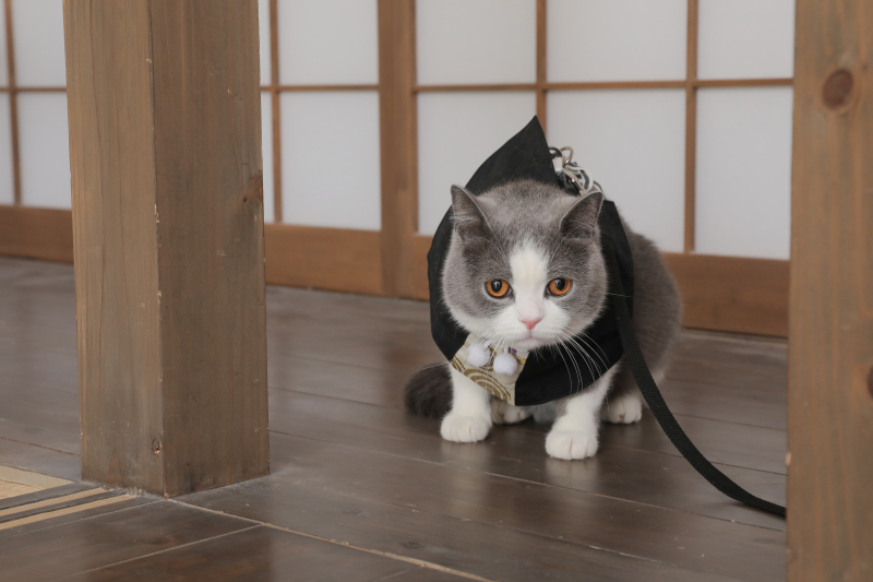 ねこさんと