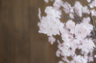 【雨でも安心】屋内庭園のススメ