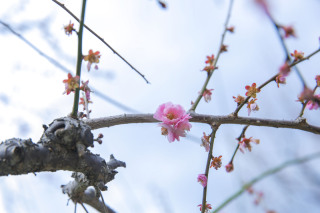 大阪城の梅