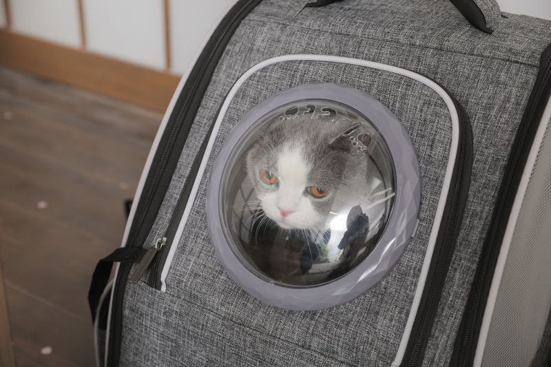 ねこさんと