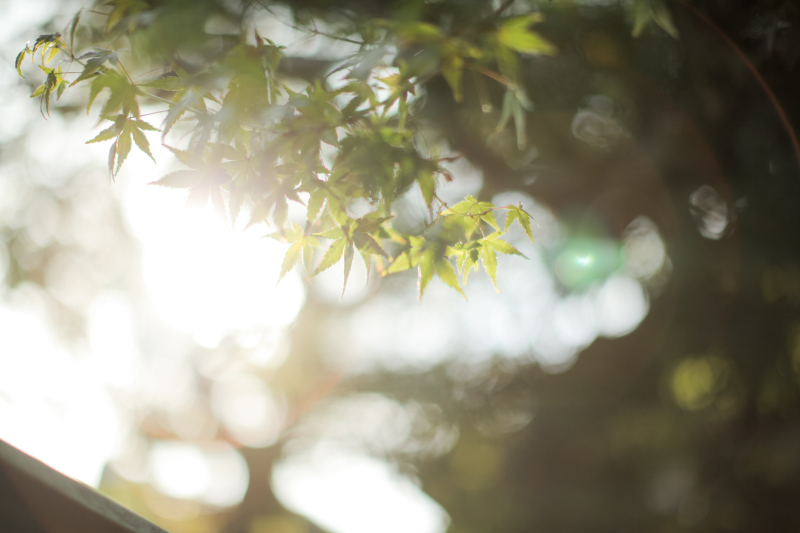 10月の八坂の塔ロケプランです！