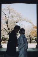 桜満開の金戒光明寺