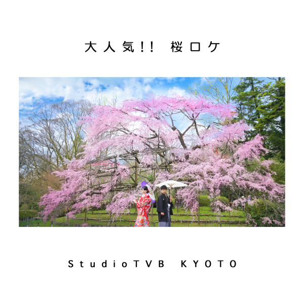 あとわずか!! 桜ロケーションフォト