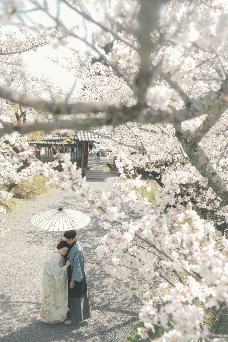 麗しい和装姿を大覚寺の桜と