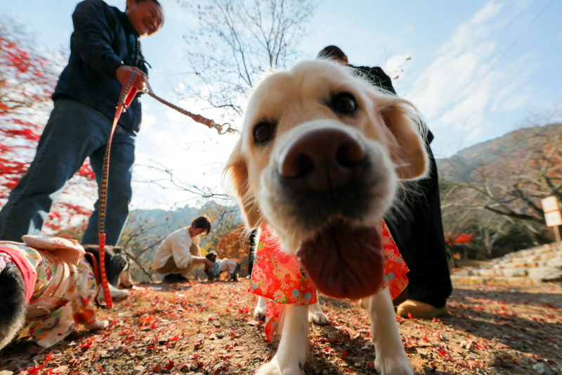 愛犬ちゃんたちと和装で撮影!