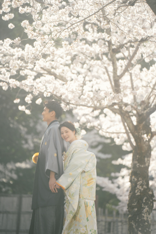 麗しい和装姿を大覚寺の桜と