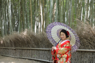 新緑嵐山　色打掛　