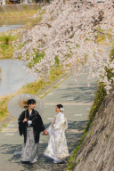 桜舞う鴨川での美しきウェディングフォト