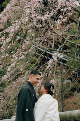 桜の金戒光明寺ロケーション