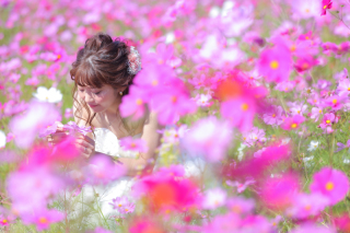 コスモス畑で撮影しませんか？