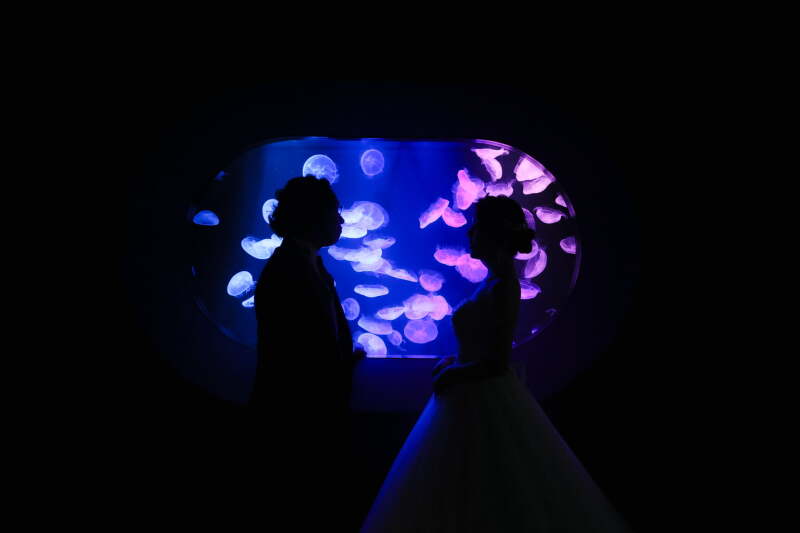 水族館でウエディングフォト