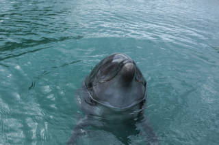 壱岐ならイルカと撮れるんです!