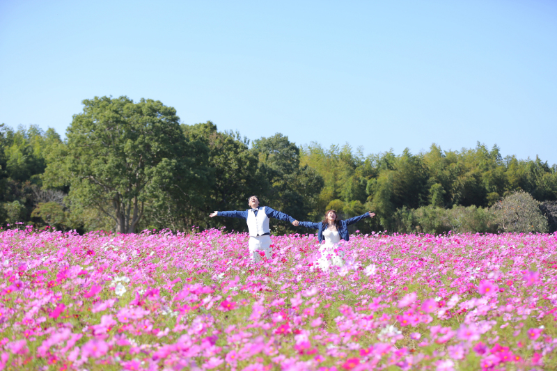 コスモス畑で撮影しませんか?
