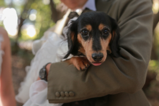 ワンちゃんとお外で