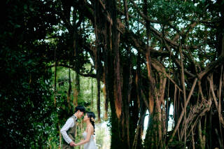 フクギ並木の可能性