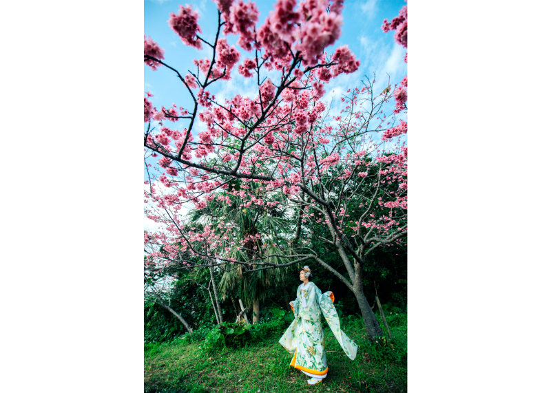 寒緋桜の季節です♪