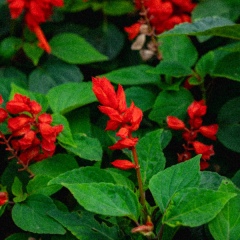 Subtropical Botanical Garden