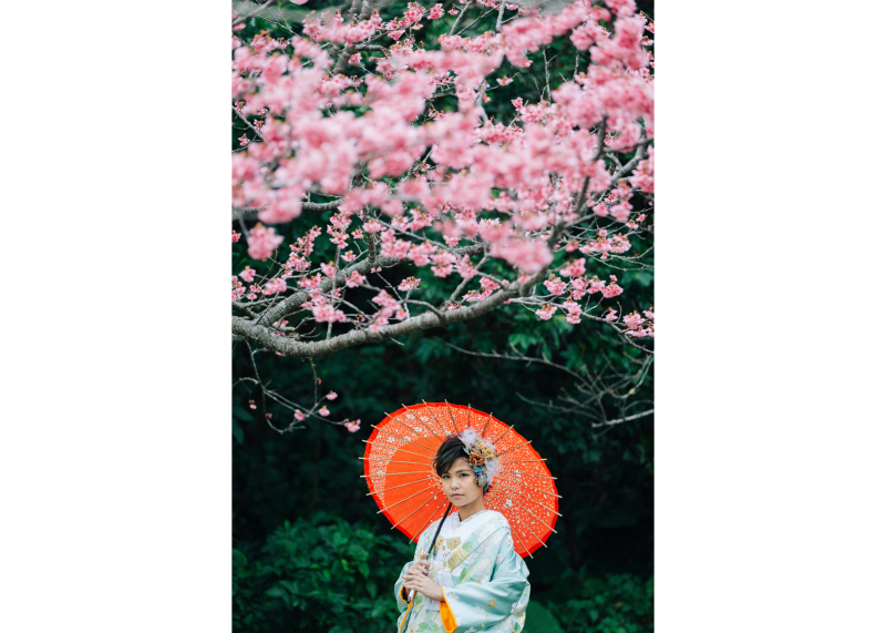寒緋桜の季節です♪