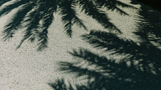 My Recommended,Kouri