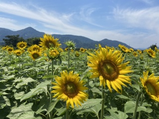 ひまわりロケ開花状況