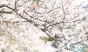 今年のソメイヨシノ桜ロケには、悩まされました…