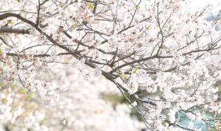 今年のソメイヨシノ桜ロケには、悩まされました…