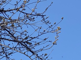 2021年　桜開花は例年より早い⁈