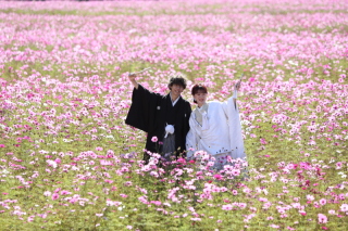 コスモス・ロケーション撮影 ご予約開始しています