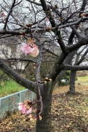 暖かい日が続いています! 桜の開花が早くなりそうです!!!