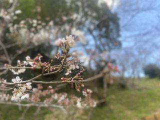 桜の開花状況を見に行ってきました。