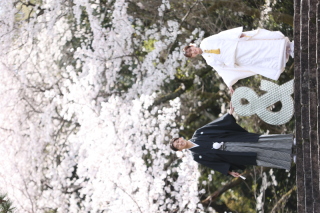 ４月に入りました！雨上がりの桜ロケーション！