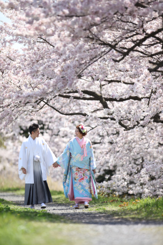 春の桜ロケが人気です！！