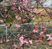 今年の河津桜…