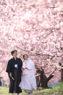 2月の早咲きの桜「河津桜と菜の花が綺麗でした」
